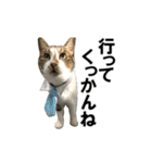 ねこが言う(栃木弁編)（個別スタンプ：10）