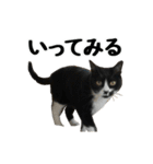 ねこが言う(栃木弁編)（個別スタンプ：11）