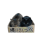 ねこが言う(栃木弁編)（個別スタンプ：12）