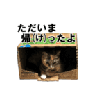 ねこが言う(栃木弁編)（個別スタンプ：13）