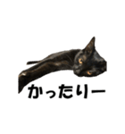 ねこが言う(栃木弁編)（個別スタンプ：15）