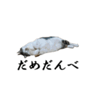 ねこが言う(栃木弁編)（個別スタンプ：16）