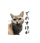 ねこが言う(栃木弁編)（個別スタンプ：17）