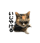 ねこが言う(栃木弁編)（個別スタンプ：18）