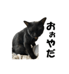ねこが言う(栃木弁編)（個別スタンプ：19）