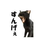 ねこが言う(栃木弁編)（個別スタンプ：20）