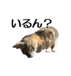 ねこが言う(栃木弁編)（個別スタンプ：21）