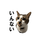 ねこが言う(栃木弁編)（個別スタンプ：22）