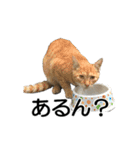 ねこが言う(栃木弁編)（個別スタンプ：23）
