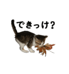 ねこが言う(栃木弁編)（個別スタンプ：24）