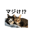 ねこが言う(栃木弁編)（個別スタンプ：25）