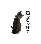 ねこが言う(栃木弁編)（個別スタンプ：26）