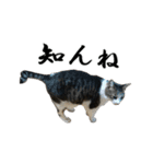 ねこが言う(栃木弁編)（個別スタンプ：27）