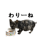 ねこが言う(栃木弁編)（個別スタンプ：28）