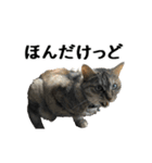 ねこが言う(栃木弁編)（個別スタンプ：29）