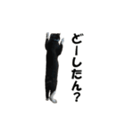 ねこが言う(栃木弁編)（個別スタンプ：31）