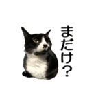 ねこが言う(栃木弁編)（個別スタンプ：32）