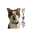 ねこが言う(栃木弁編)（個別スタンプ：33）
