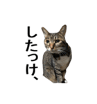 ねこが言う(栃木弁編)（個別スタンプ：34）