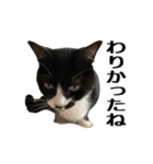 ねこが言う(栃木弁編)（個別スタンプ：35）