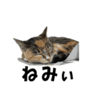 ねこが言う(栃木弁編)（個別スタンプ：37）