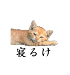 ねこが言う(栃木弁編)（個別スタンプ：38）