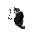 ねこが言う(栃木弁編)（個別スタンプ：39）