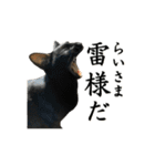 ねこが言う(栃木弁編)（個別スタンプ：40）