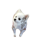 ポメラニアン エル（個別スタンプ：1）