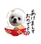 ポメラニアン エル（個別スタンプ：5）