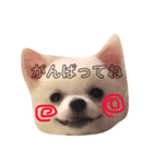 ポメラニアン エル（個別スタンプ：6）
