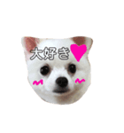 ポメラニアン エル（個別スタンプ：8）