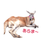 ハナハナかんがる（個別スタンプ：2）