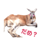 ハナハナかんがる（個別スタンプ：8）