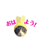 まんまるこったんスタンプ（個別スタンプ：1）