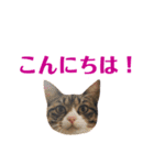 まんまるこったんスタンプ（個別スタンプ：2）