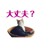 まんまるこったんスタンプ（個別スタンプ：6）
