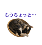 まんまるこったんスタンプ（個別スタンプ：8）