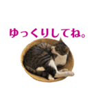 まんまるこったんスタンプ（個別スタンプ：9）