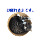 まんまるこったんスタンプ（個別スタンプ：10）