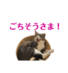 まんまるこったんスタンプ（個別スタンプ：12）