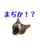 まんまるこったんスタンプ（個別スタンプ：13）