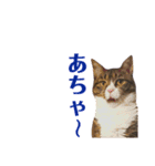 まんまるこったんスタンプ（個別スタンプ：16）