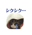 まんまるこったんスタンプ（個別スタンプ：20）