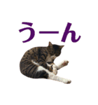まんまるこったんスタンプ（個別スタンプ：25）