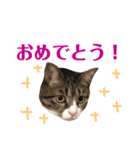 まんまるこったんスタンプ（個別スタンプ：26）