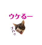 まんまるこったんスタンプ（個別スタンプ：28）