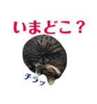 まんまるこったんスタンプ（個別スタンプ：30）