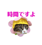 まんまるこったんスタンプ（個別スタンプ：31）
