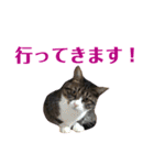 まんまるこったんスタンプ（個別スタンプ：32）
